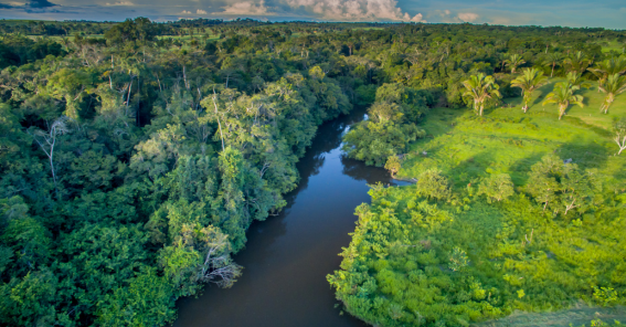 Rios em Amazona
Diversificada Culinária do Amazonas