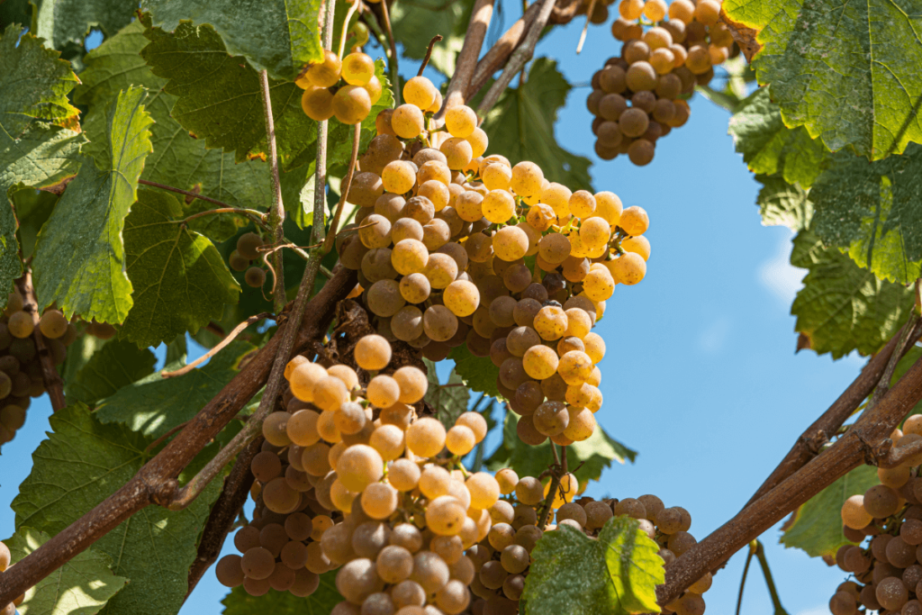 Cachos maduros de uvas Alvarinho, a casta branca emblemática da região do Vinho Verde em Portugal, banhados pela luz do sol.