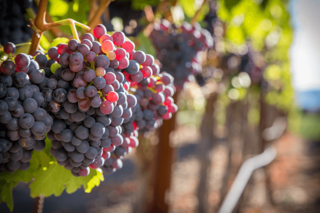 Cacho maduro de uvas Grenache em um vinhedo ensolarado, com folhas verdes e céu azul ao fundo.
(fortaleza,brasil)