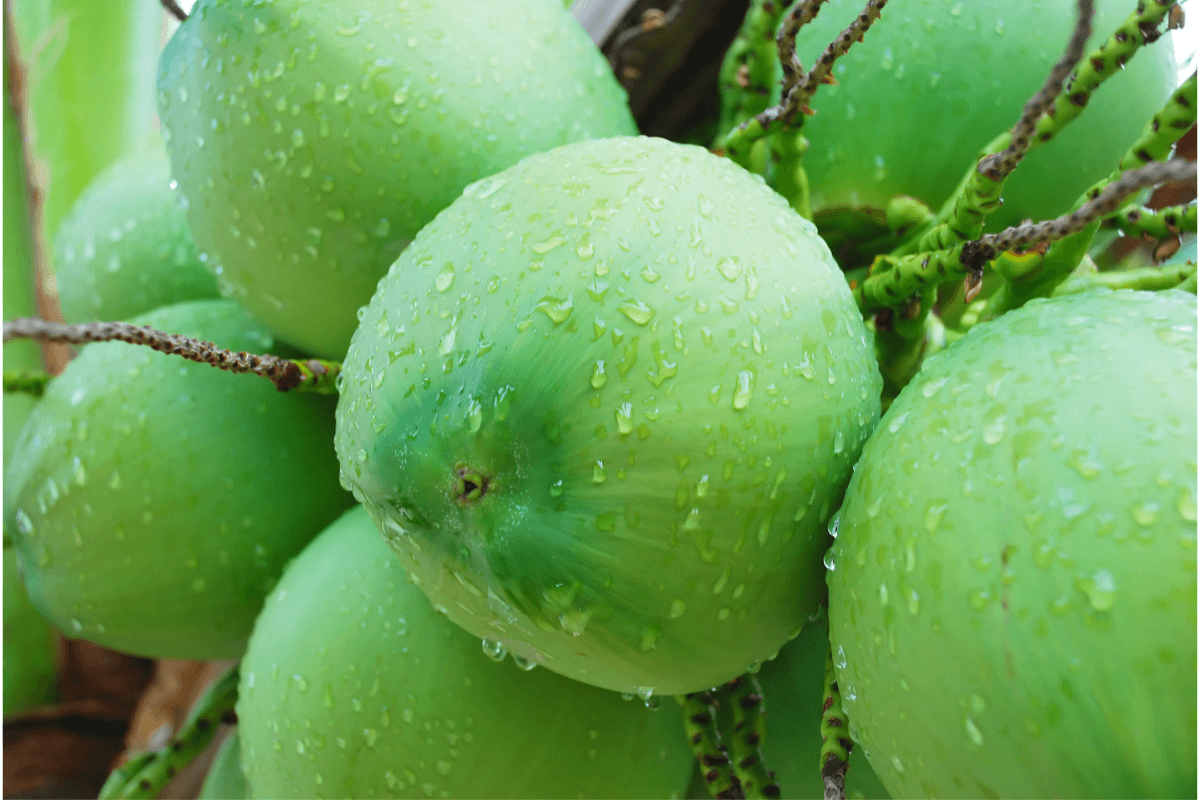 Benefícios do Coco Verde para a Saúde