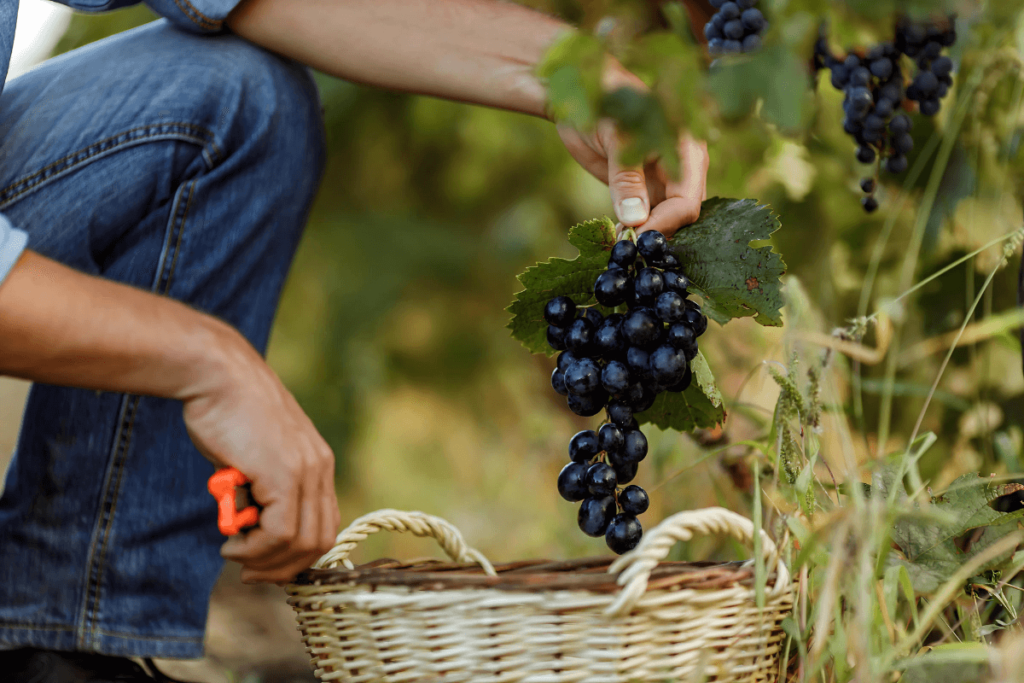 Vinho Orgânico e Saúde: 7 Benefícios Incríveis para o seu Bem-Estar.