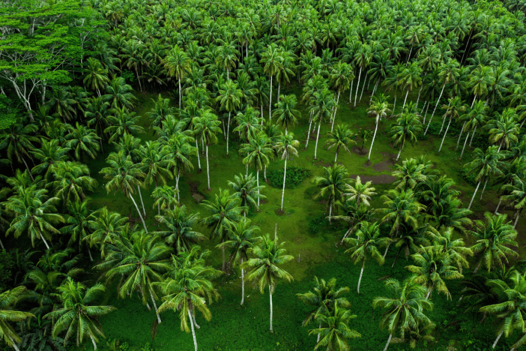 Floresta de coco tropical.
Benefícios do coco verde para a saúde.