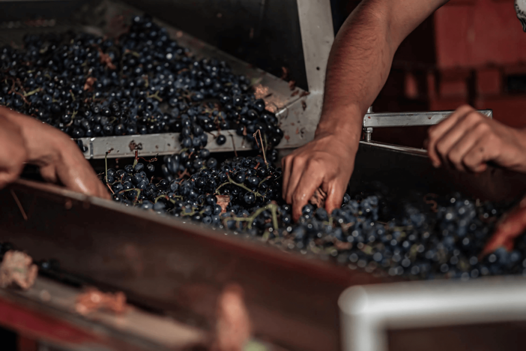 Pessoas selecionando uvas na produção de vinho.
vinho orgânico saúde.