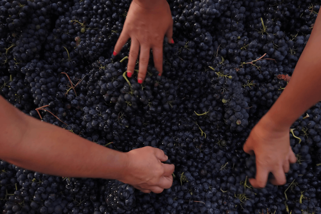 Seleção de uvas tintas.
Vinho orgânico saúde.