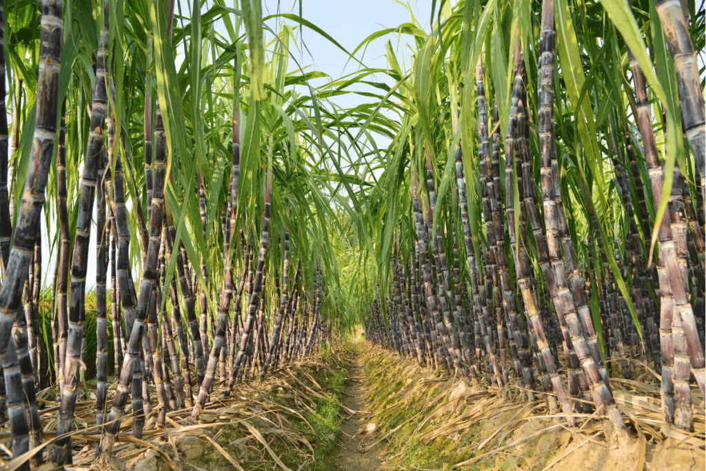 Plantação de Cana de Açúcar.
Produção de cana-de-açúcar no Brasil.
