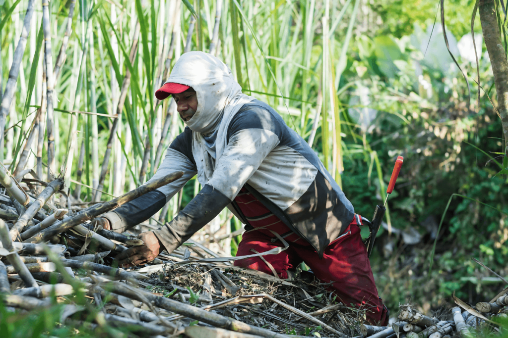 Trabalhador Agrícola Colhendo Cana-de-Açúcar.
Produção de cana-de-açúcar no Brasil.