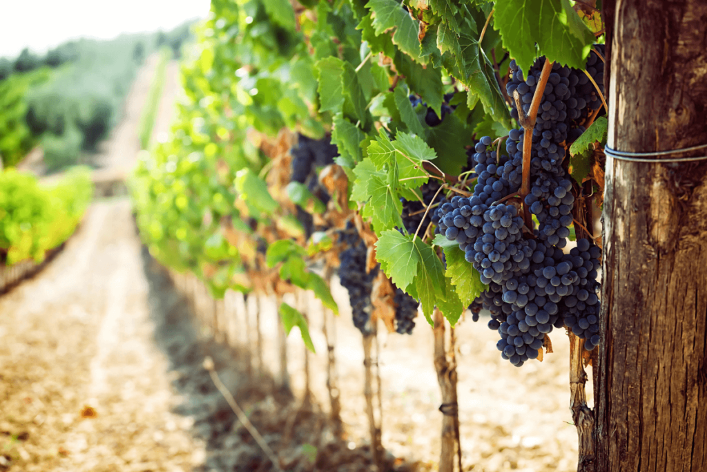 Vinhedo Toscano com Uvas Vermelhas.
Tipos de rosé: guia completo.
