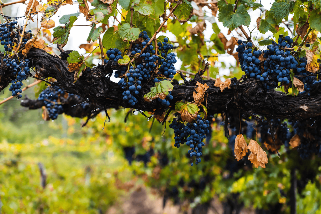 Características Gerais da Malbec Argentino
Aromas Malbec Argentino