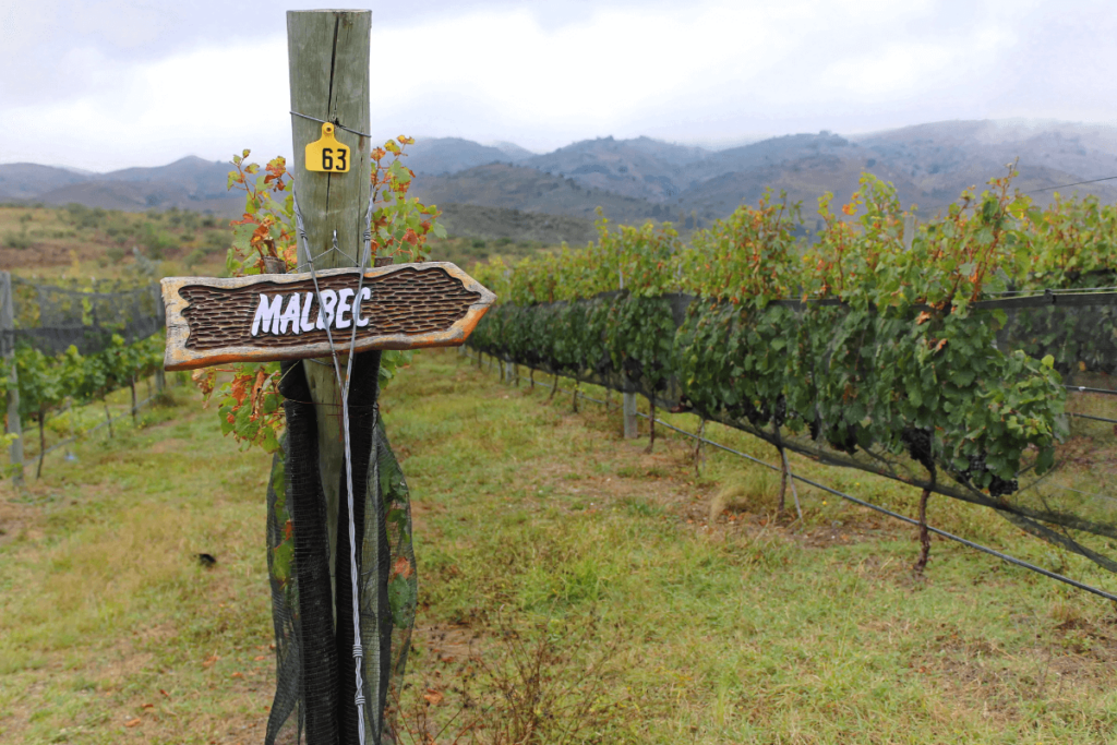 Descubra o Malbec Argentino: Uma Viagem pelos Aromas e Sabores