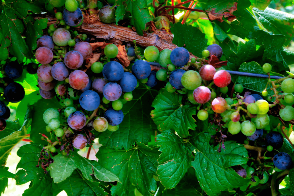 Uvas Malbec do Início do Verão
Aromas Malbec Argentino