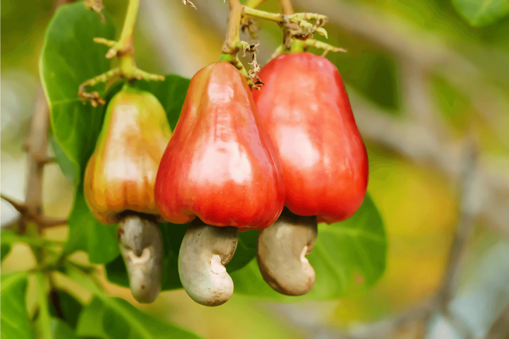 Cajus vermelhos com castanhas de caju pendurados em uma árvore, ilustrando a origem da castanha de caju.