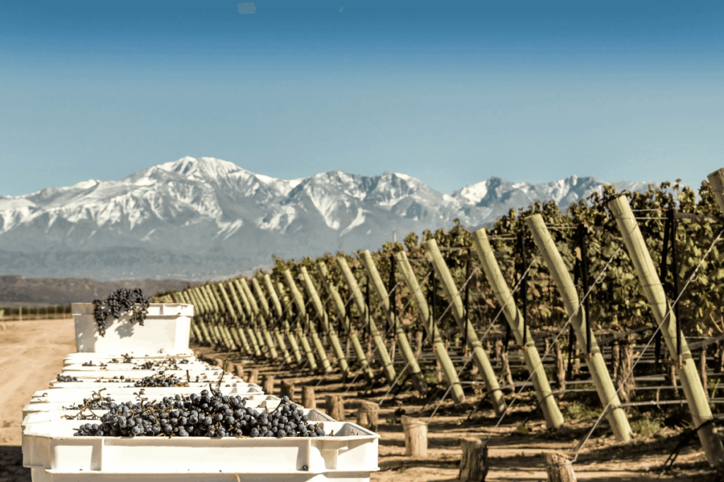 Vinhos Argentinos: Detalhe da colheita de uvas em Mendoza, parte do Guia de Vinhos Argentinos, mostrando vinhedos e os Andes.