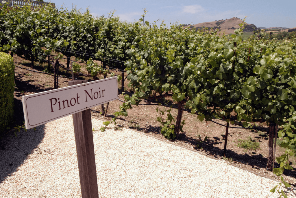 Placa identificando vinhas de Pinot Noir em um vinhedo da Alsácia, destacando a principal uva tinta entre os tipos de uva da Alsácia.