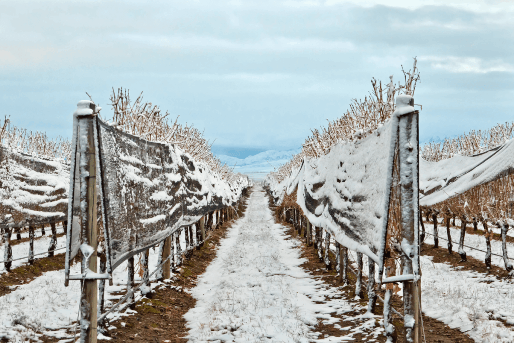 Vinhos Argentinos: Cena de inverno com vinhedo e videiras cobertas de neve na Argentina, parte do Guia de Vinhos Argentinos.