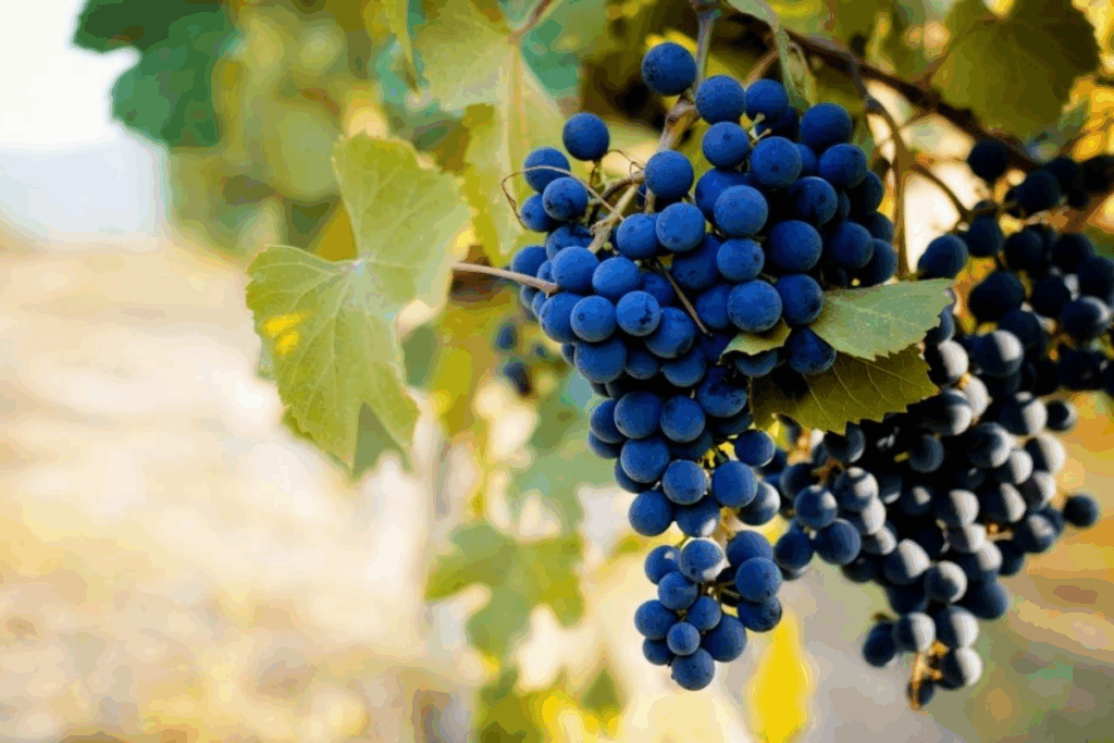Close-up de um cacho maduro de uva Nebbiolo na videira em um vinhedo do Piemonte, uva principal do vinho do Piemonte.