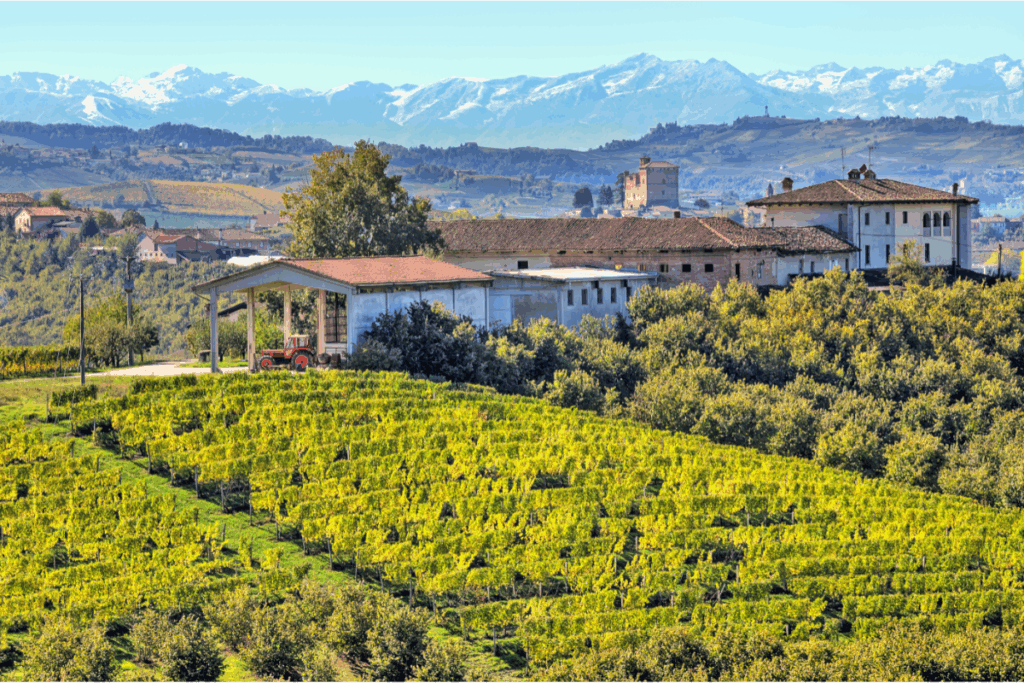Vista panorâmica dos vinhedos nas colinas do Piemonte, Itália, sob a luz dourada, convidando.